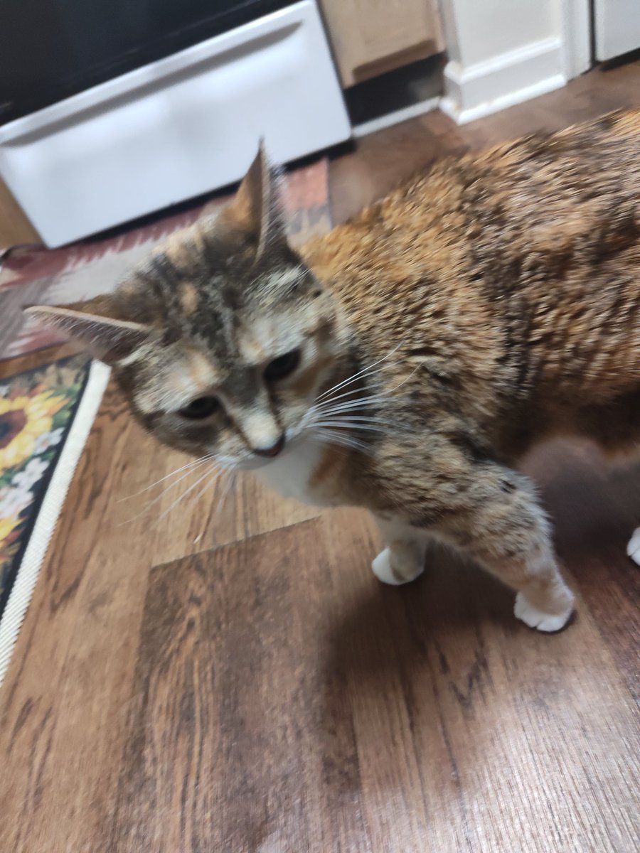 Azarak_of_Cats's tweet photo. @xBCrafted @F1RECRACKR She shares a birthday with my little menace! (She refused to stay still for a picture this morning before work). Happy birthday! https://t.co/zEnZc75hJY
