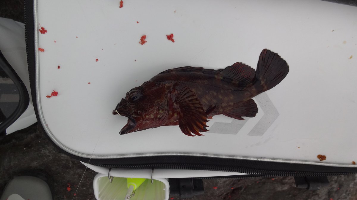 磯・堤防釣り tweet media