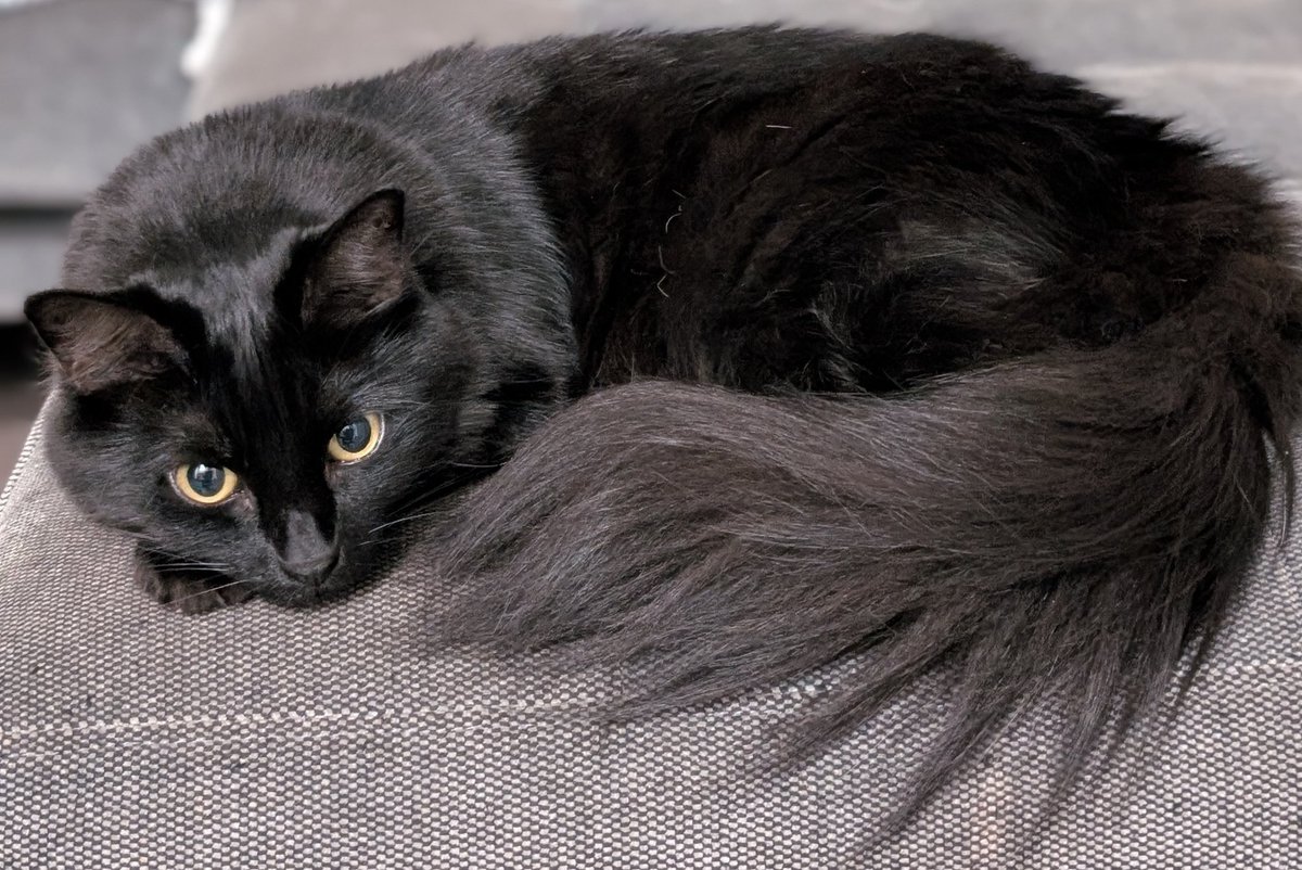 黒猫のベアモアと飼い主🇦🇺 tweet media