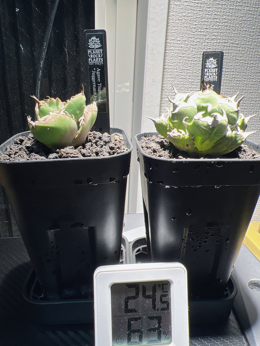 ちょーえいいちろー tweet media