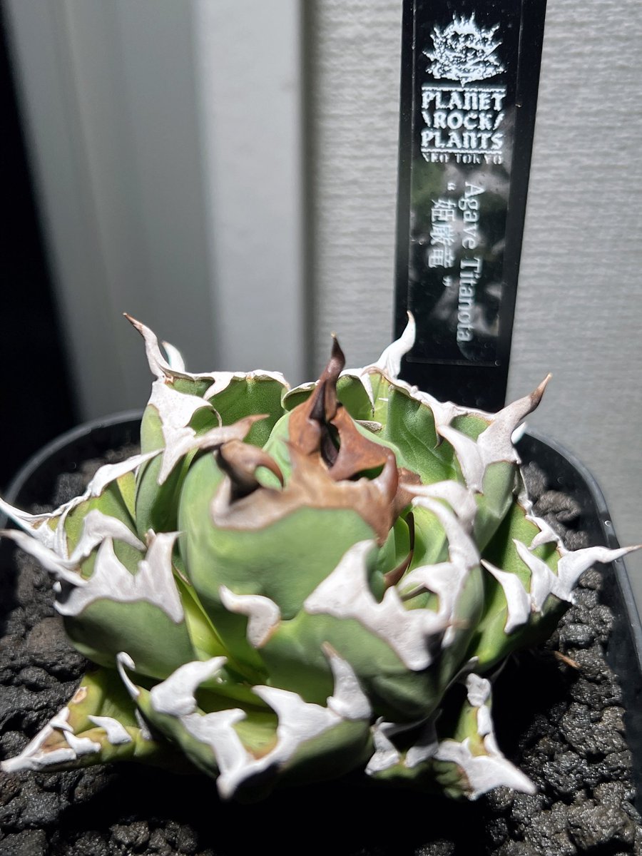 ちょーえいいちろー tweet media