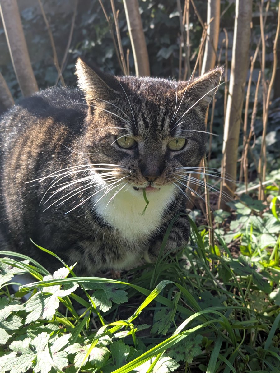 Yuria of Ailurus 🎋 @ BACK HORT RECOVERY ARC tweet media