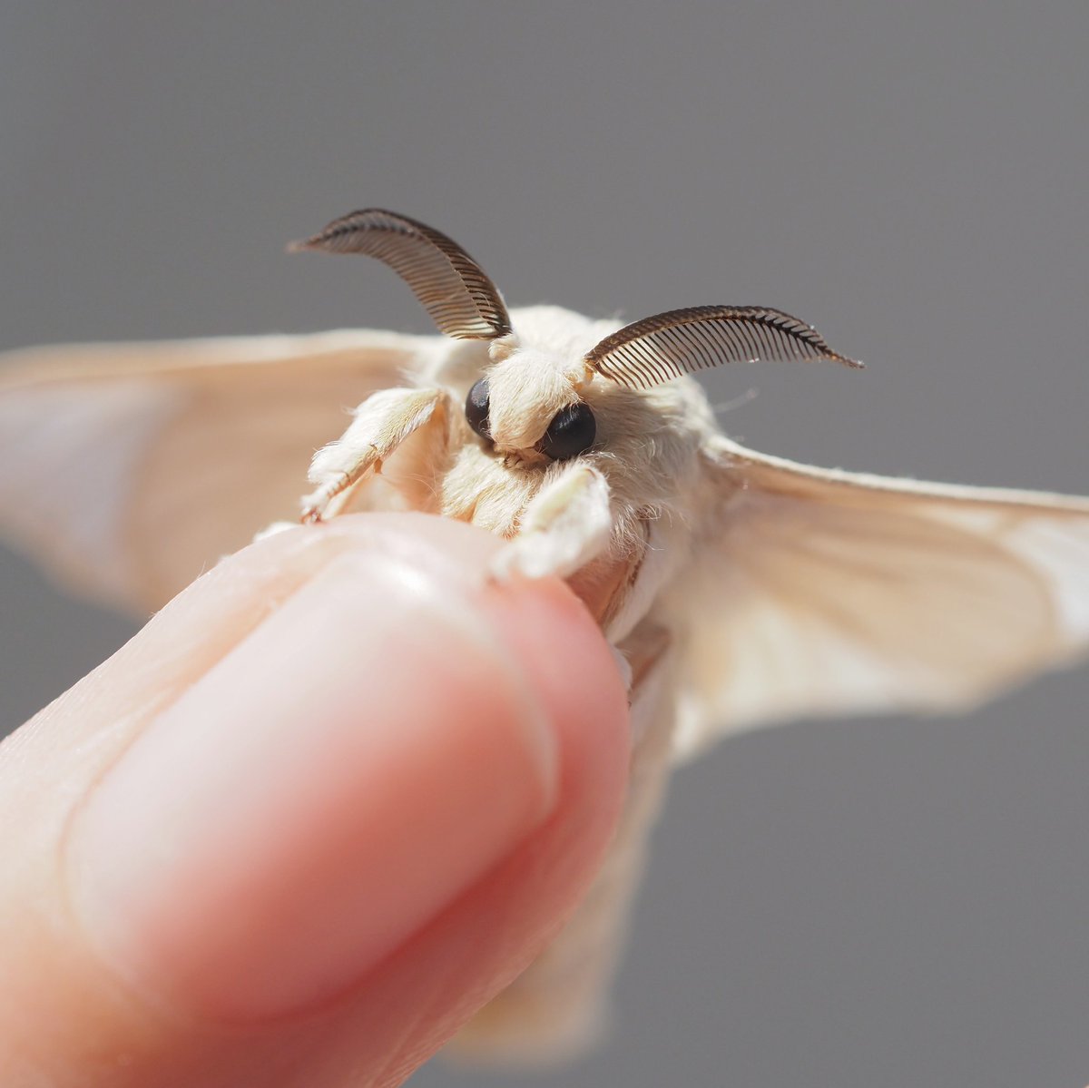 片田陽依 tweet media