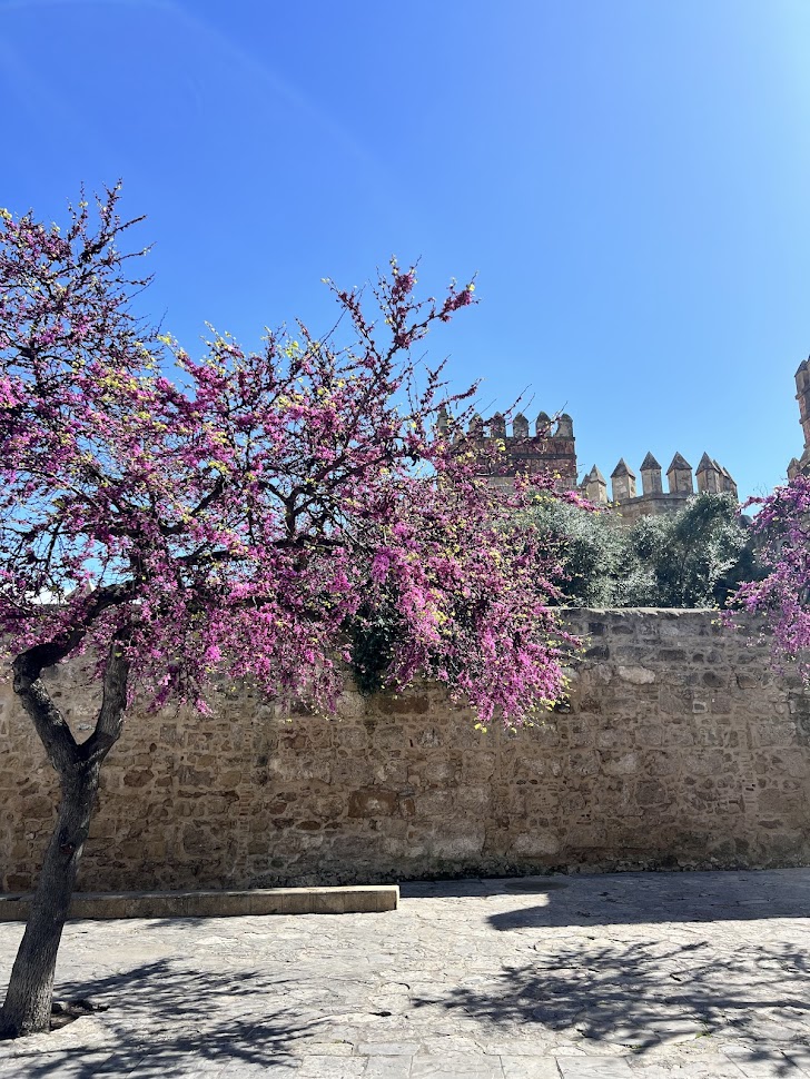 HotelPinomar's tweet photo. 🌸 El Puerto se tiñe de rosa con los árboles del amor (Cercis siliquastrum) en plena floración 🌿✨
Pasear por sus calles ahora es como estar en un cuento.
#ElPuertoDeSantaMaria #Primavera #Cádiz #EscapadasConEncanto https://t.co/zsuzK0lxLY