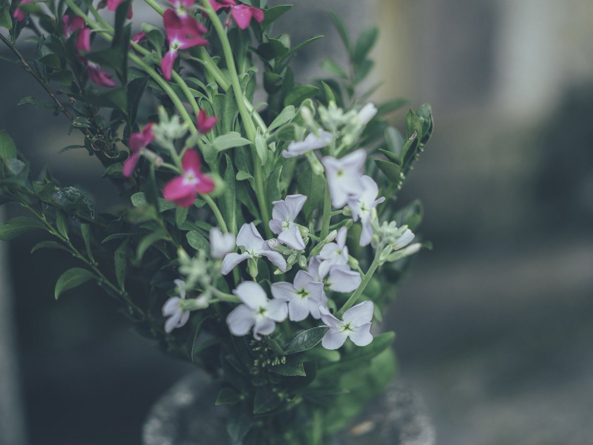 Minehiro Iriguchi 入口 峯広 tweet media