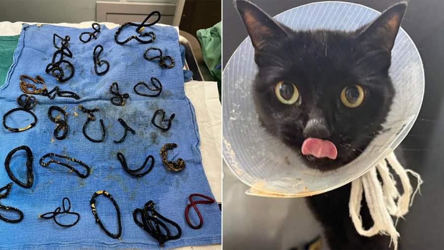 El Becario tweet media