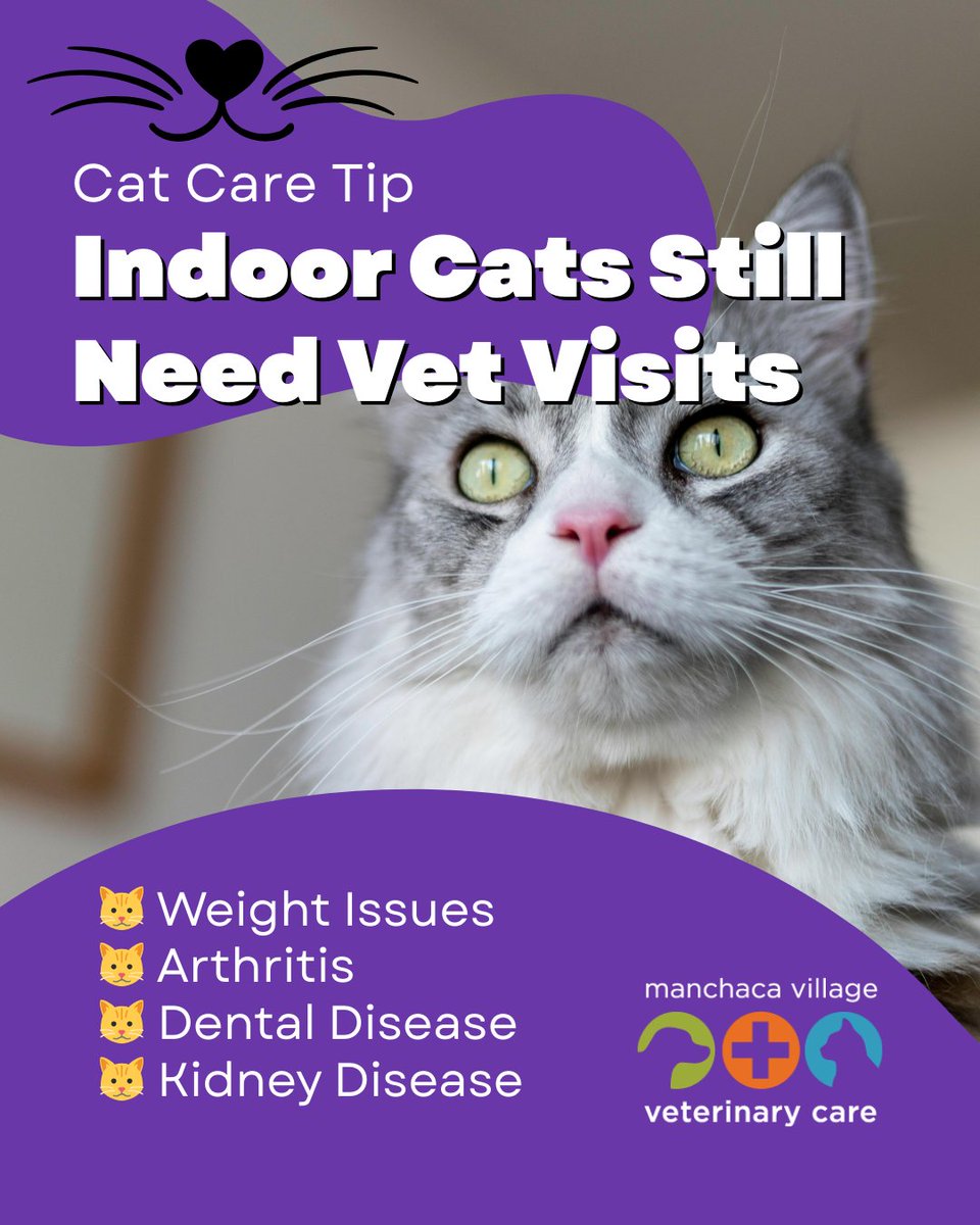 ManchacaVet's tweet image. Indoor cats still need regular vet visits.
Even cats that stay inside can develop:
• dental disease
• kidney issues
• weight problems
• arthritis
Cats hide illness well, which is why routine wellness exams are so important.
#CatHealth #VetCare #IndoorCats