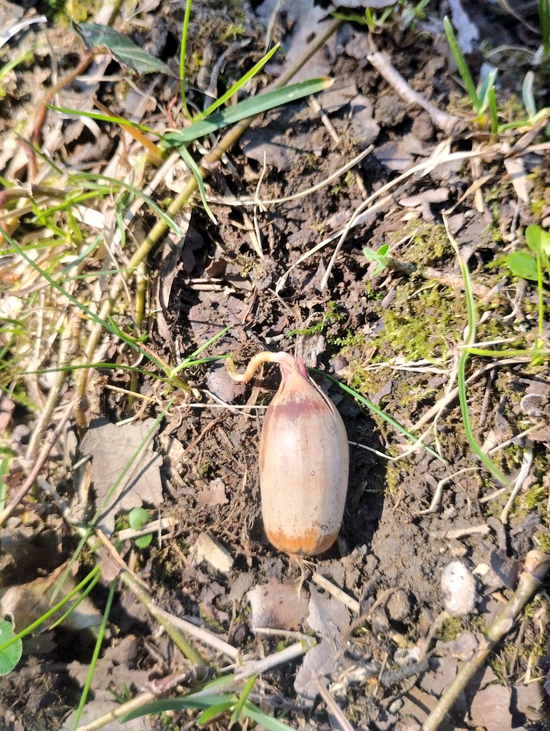 tforestals's tweet photo. Primavera. Els aglans ja comencen a treballar. https://t.co/QbL3tenEm2