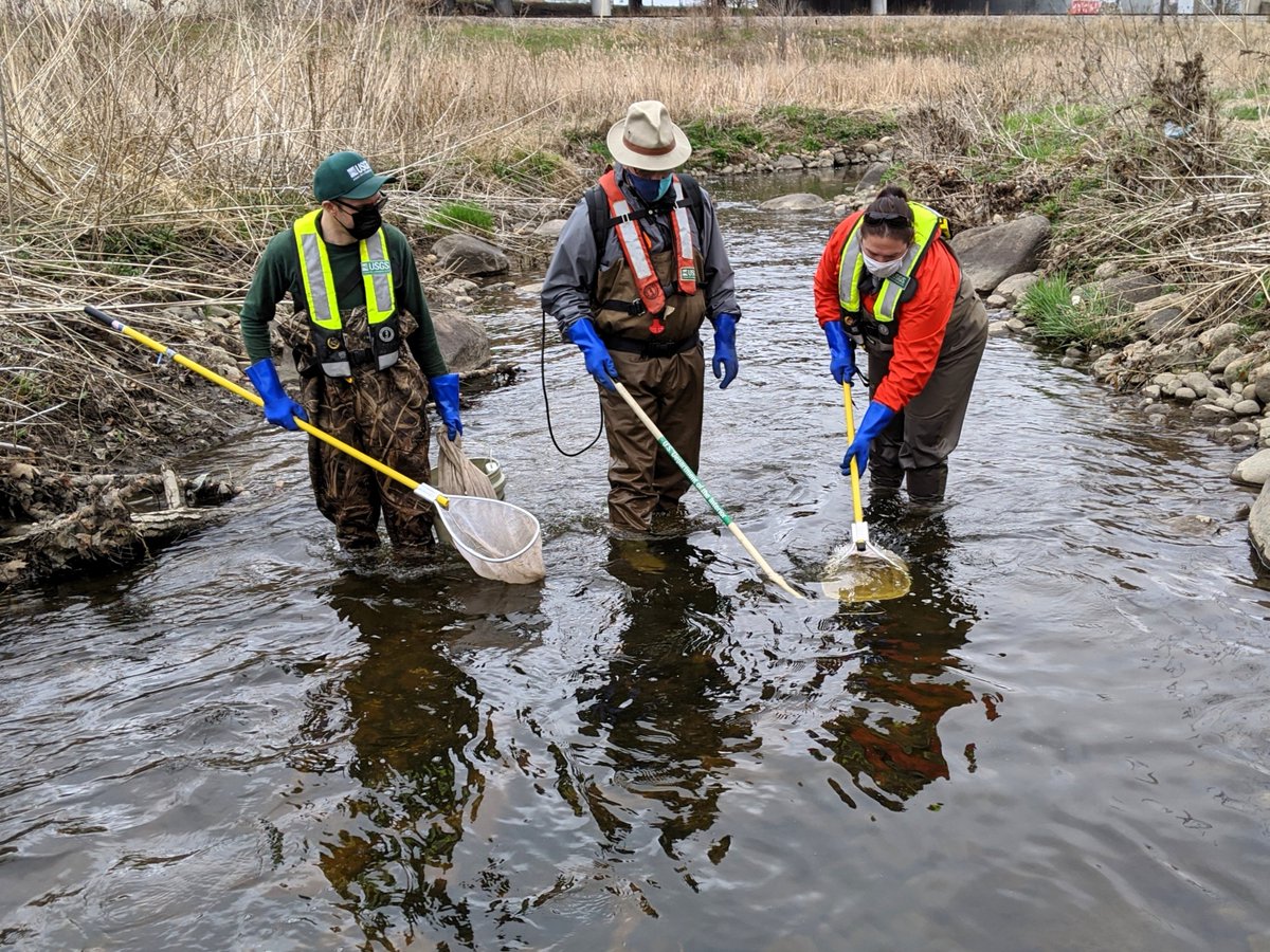USGS_UMid's tweet photo. Restoration efforts along Underwood Creek in Milwaukee County, Wisconsin are paying off for local fish communities, highlighted in a new USGS publication in cooperation with @MMSD_MKE. 🌿

🌊 Four reconstructed stream reaches were surveyed in April 2021, revealing 25 fish species thriving in the improved habitat. Reach D, one of the newest restored sections, stood out with 14 species and 391 individual fish.

🐟 White suckers were found in three of the four reaches, meeting a key restoration goal. While young northern pike weren’t observed this time, spawning steelhead were spotted, showing that the creek now supports passage and habitat for migratory fish.

Learn more: https://t.co/FhUba6wxcS

📸 1: Three USGS scientists electrofishing with a backpack shocker at Underwood Creek at Wauwatosa, Wisconsin in April, 2021. Electrofishing momentarily stuns the fish with an electrical shock; they are netted, identified, and measured, then released alive to the stream as quickly as possible to reduce any stress. The shock does not harm the fish and does not cause lasting effects.
📸 2: A scientist identifies a white sucker (Catostomus commersonii)
📸 3: A scientist measures a brook trout (Salvelinus fontinalis)
📸 4: A steelhead trout in a net (Oncorhynchus mykiss)

#WaterScienceWednesday #UnderwoodCreek #Fishing