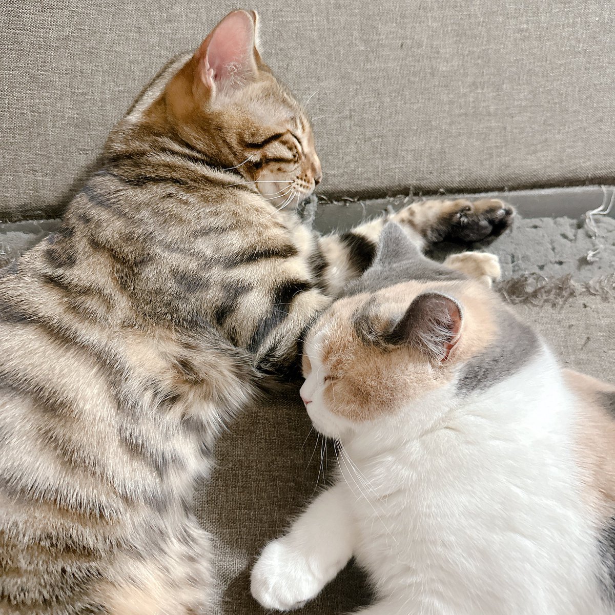 猫のいる暮らし #猫のいる幸せ おやすみニャさい? 気持ち良さそうに寝 
