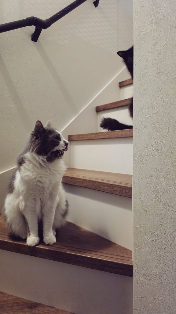 Coco@Omelas tweet media