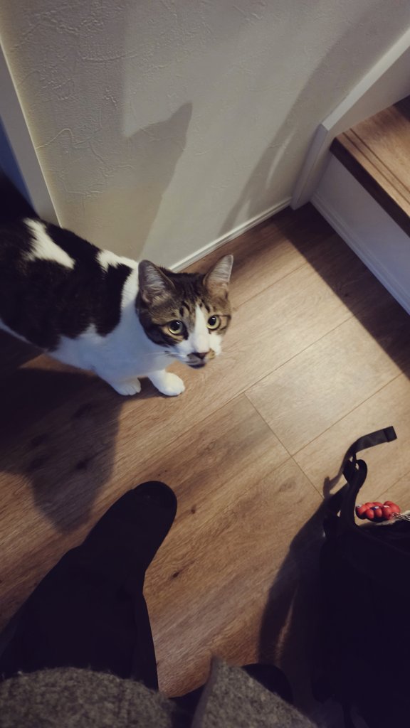 Coco@Omelas tweet media