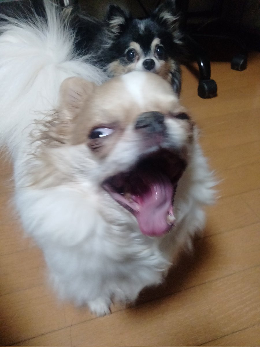 えちごやとちわわ tweet media