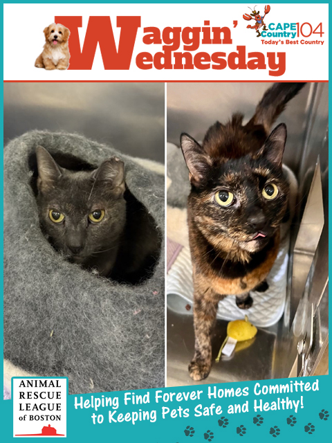 Meet Munchkin and Elizabeth! Bonded pair Elizabeth and Munchkin are ready to find a loving home together!
capecod.com/lifestyle/wagg…
