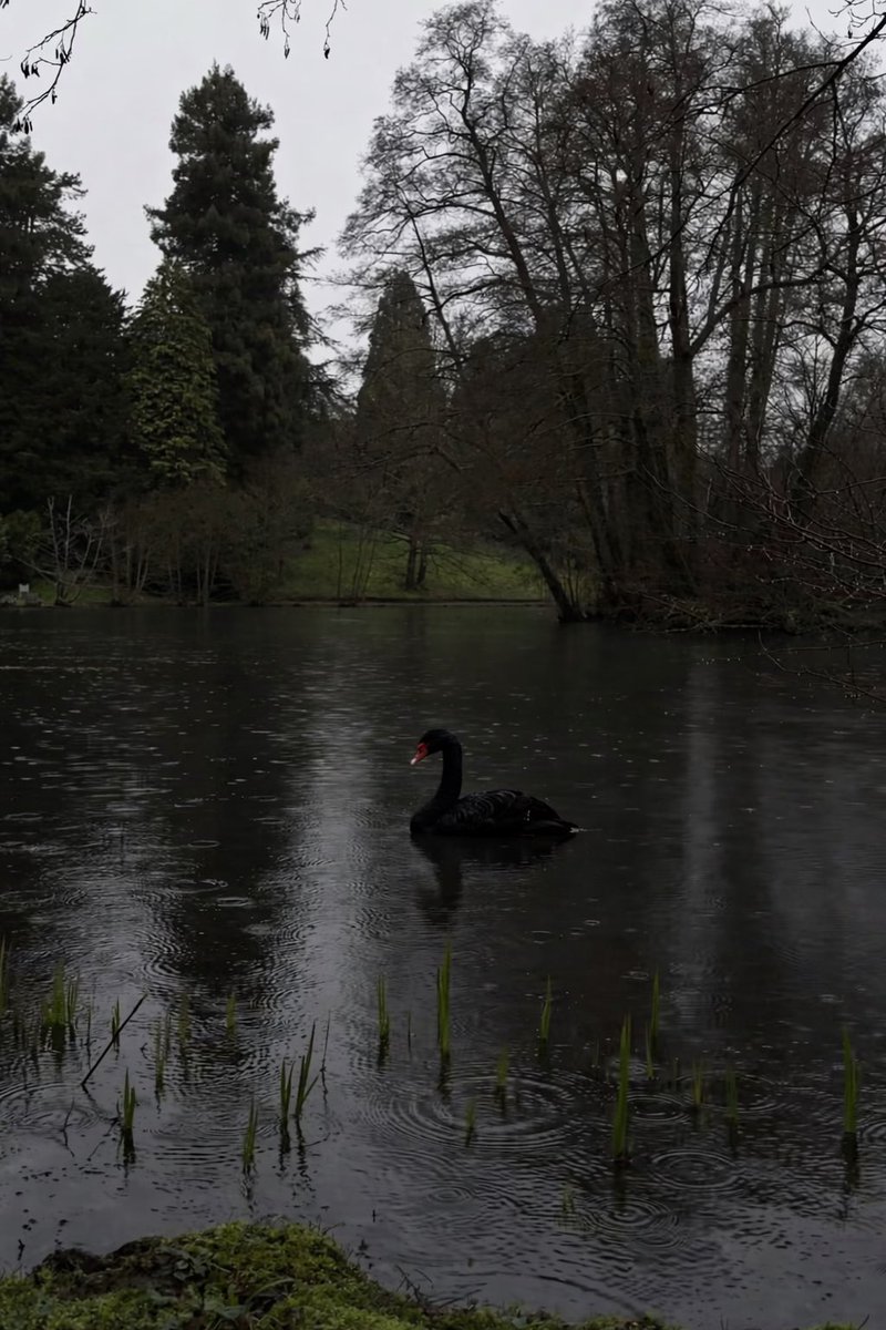 crows_btc tweet media