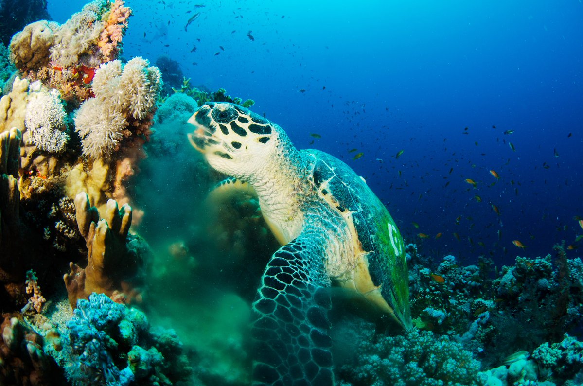 National Wildlife Federation tweet media