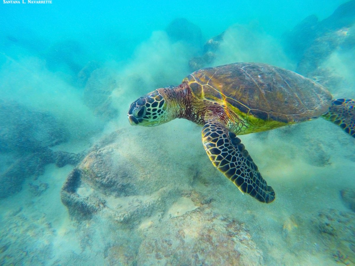 National Wildlife Federation tweet media