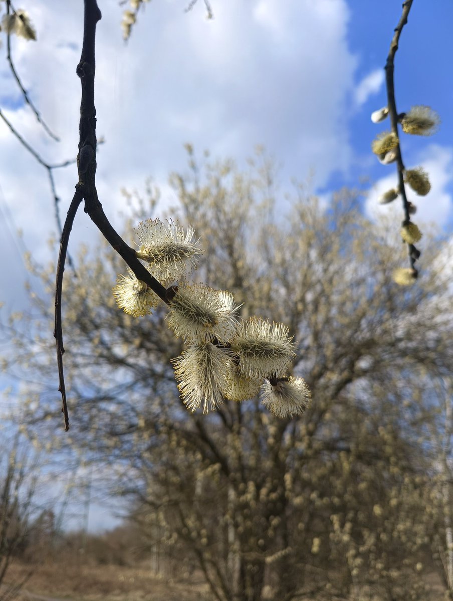 GGanszczyk's tweet image. Słońce, ciepło, pszczoły budzą się do życia. Prawie wiosna! 😊💚☀️🌸🐝 #FlowersOnWednesday #pollinators #March #SpringIsComing #NaturePhotography
