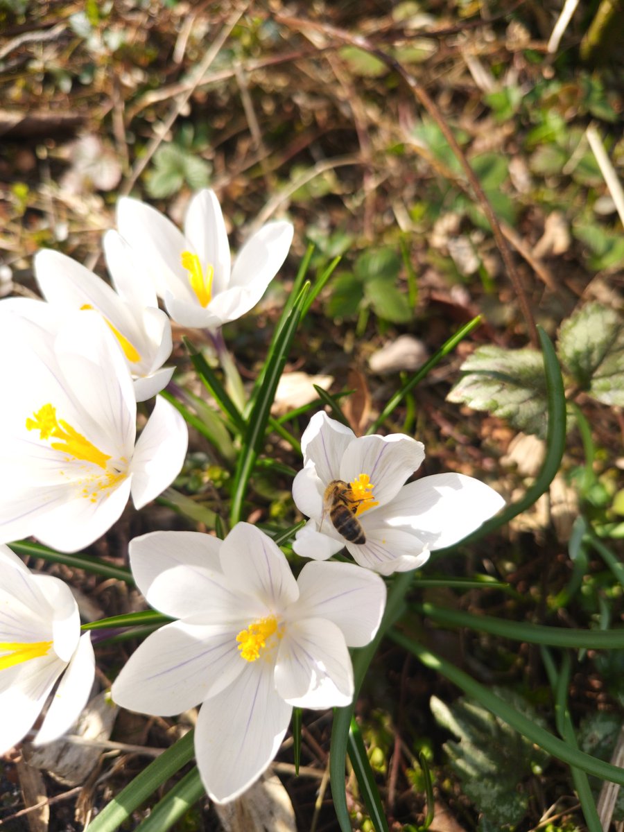 GGanszczyk's tweet image. Słońce, ciepło, pszczoły budzą się do życia. Prawie wiosna! 😊💚☀️🌸🐝 #FlowersOnWednesday #pollinators #March #SpringIsComing #NaturePhotography