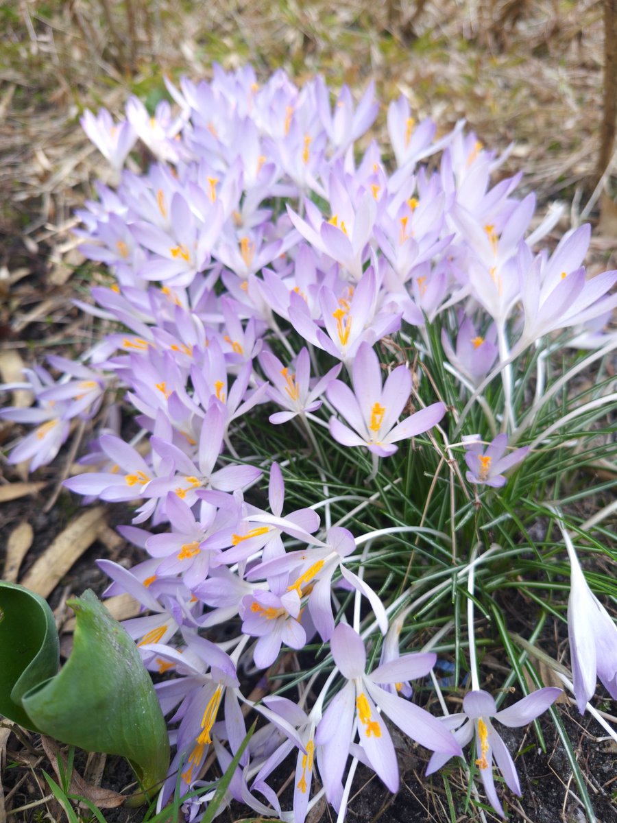 GGanszczyk's tweet image. Słońce, ciepło, pszczoły budzą się do życia. Prawie wiosna! 😊💚☀️🌸🐝 #FlowersOnWednesday #pollinators #March #SpringIsComing #NaturePhotography
