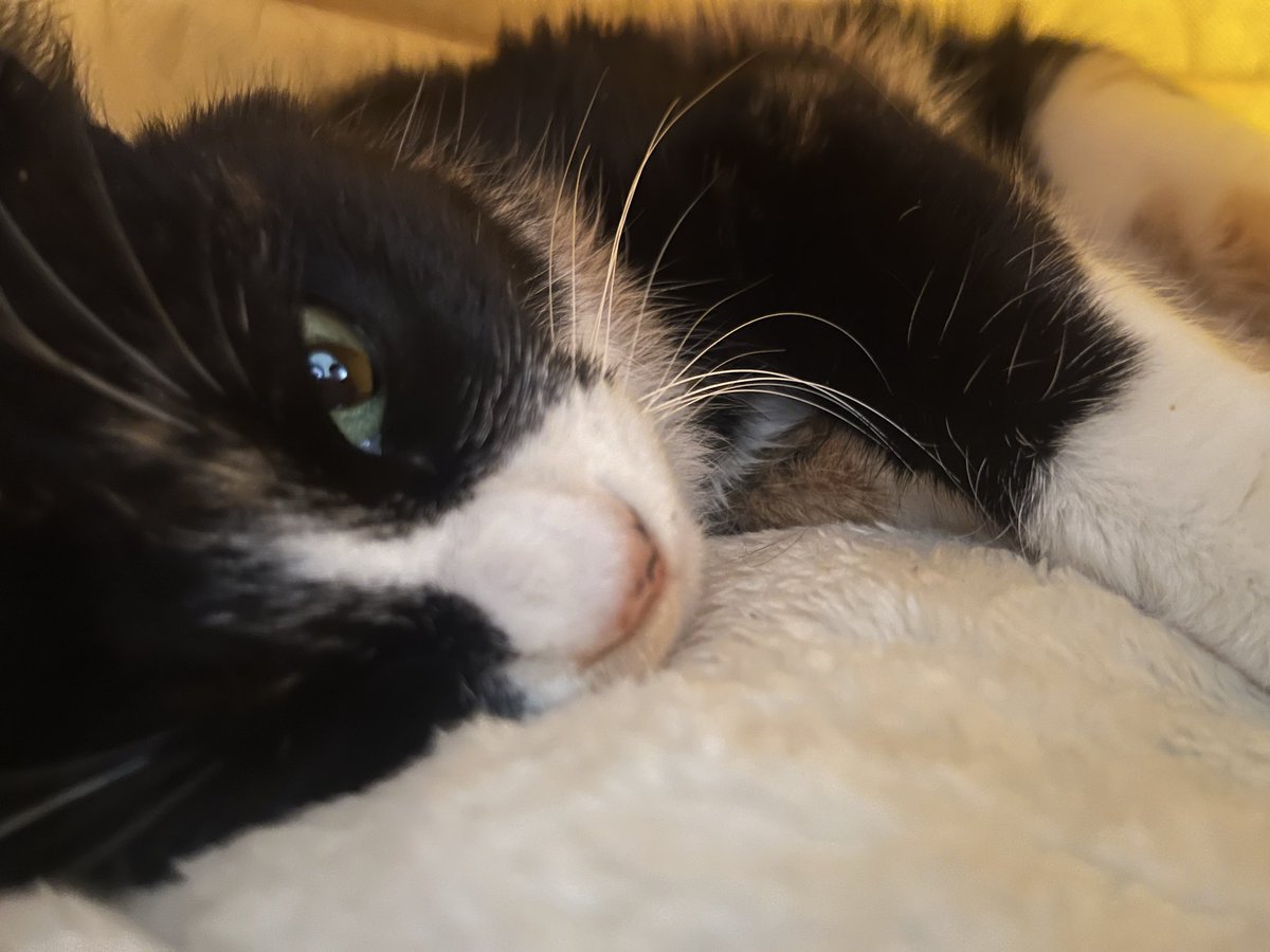 迷子猫　はな🌸　探しています tweet media