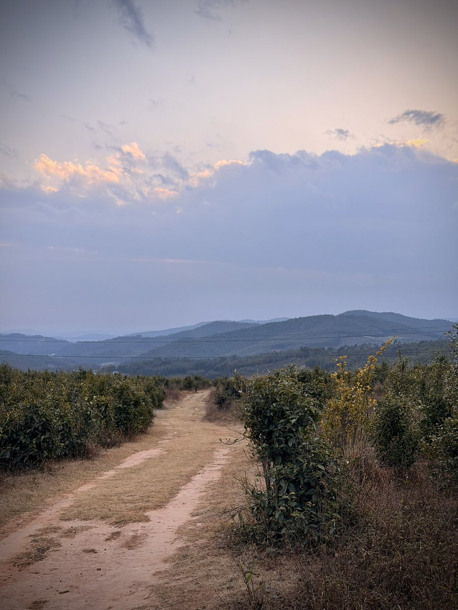 鬼鵝🌙 tweet media