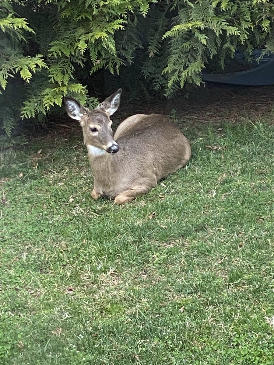 Wolf Blitzer tweet media