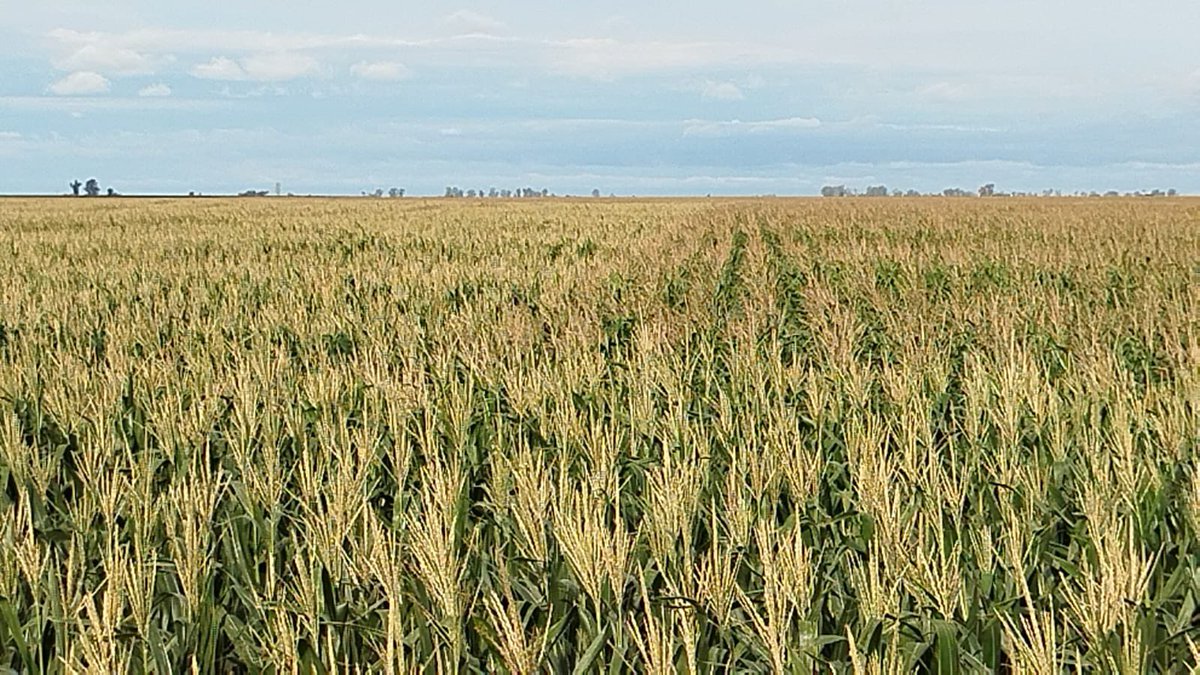 Manuel Colomar tweet media