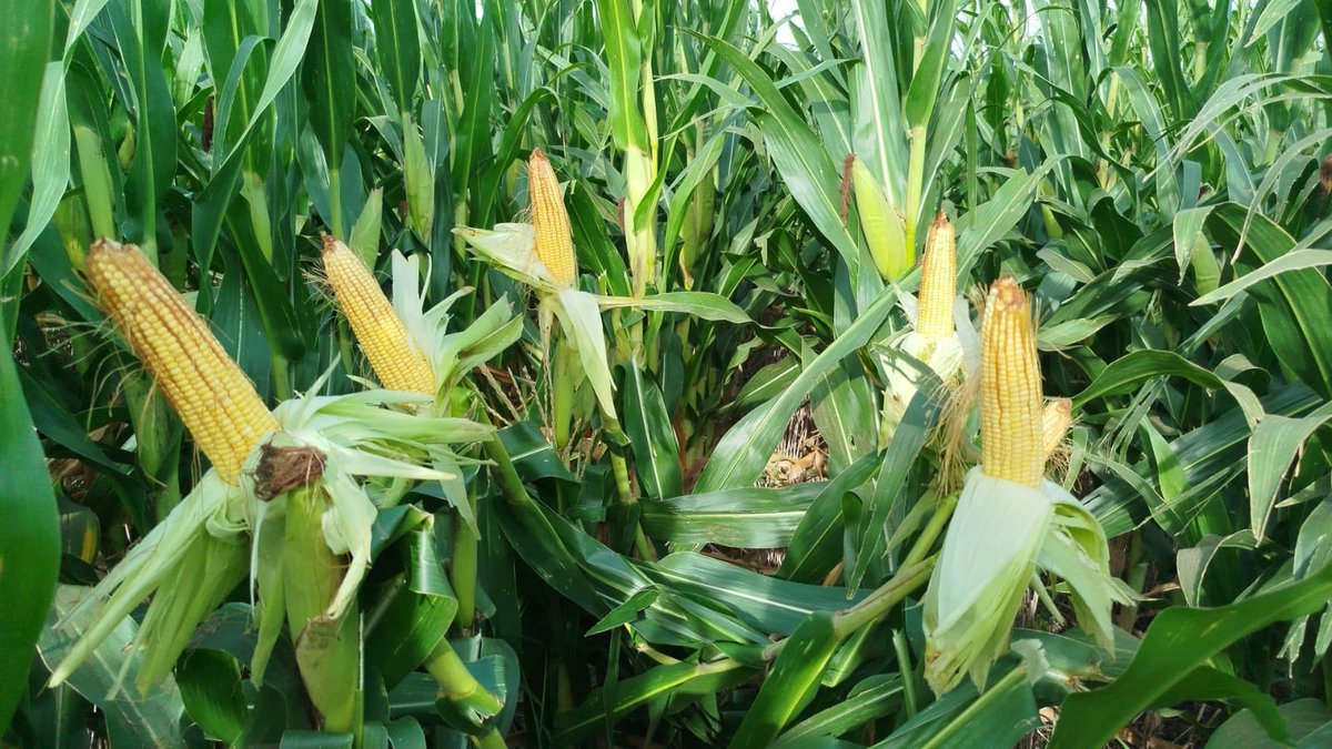 Manuel Colomar tweet media