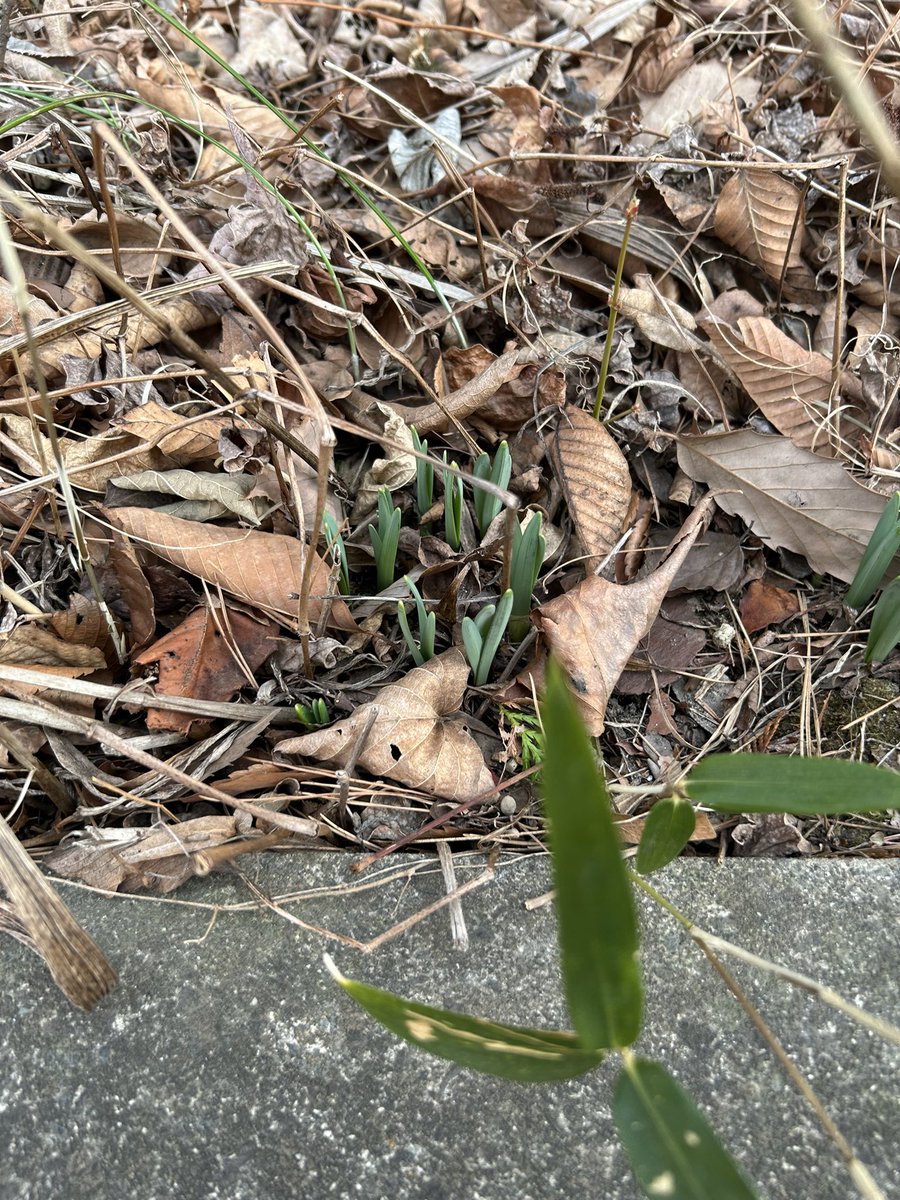 おさばる@𝓗𝓪𝓶𝓾𝓼𝓱𝓲 tweet media