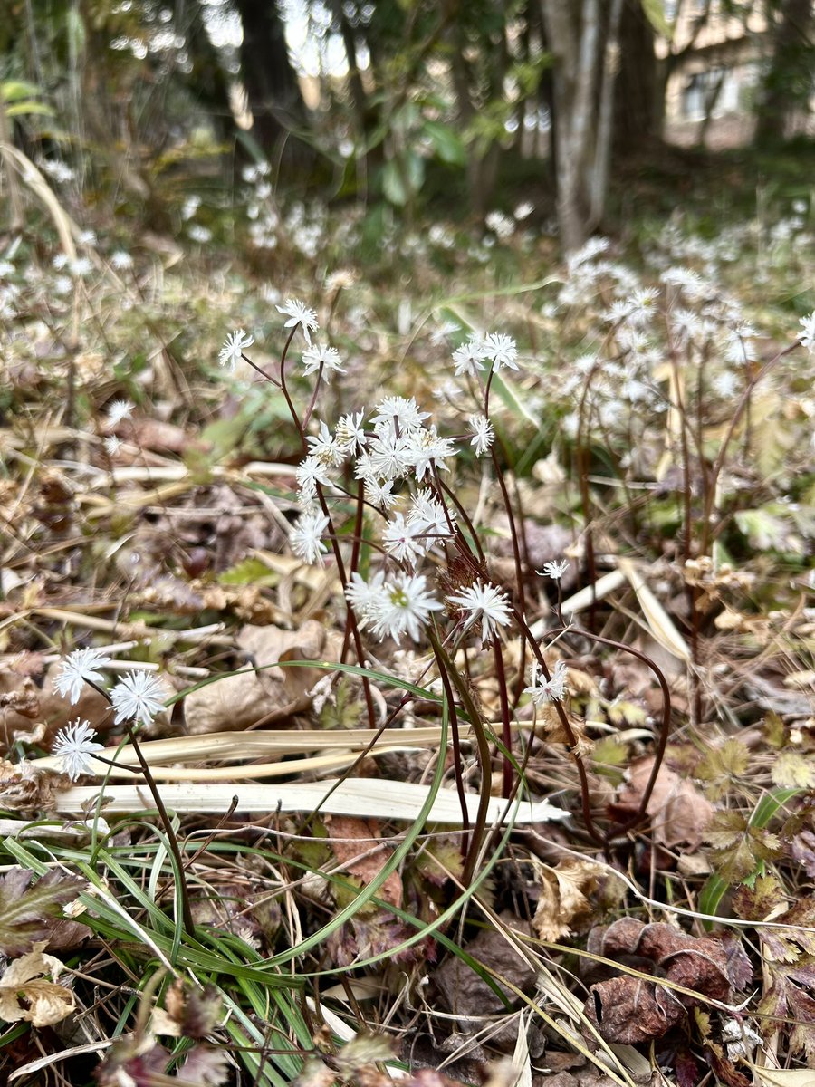 おさばる@𝓗𝓪𝓶𝓾𝓼𝓱𝓲 tweet media