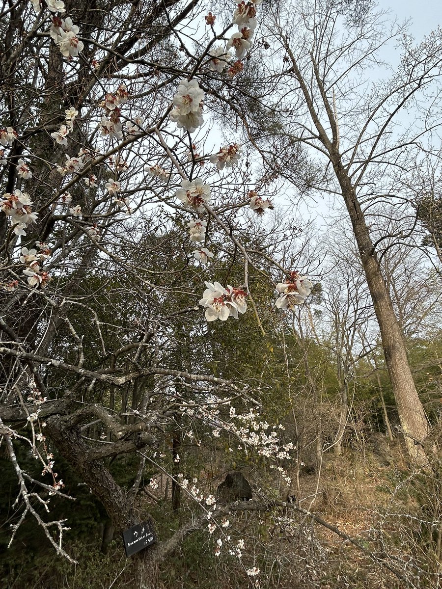 おさばる@𝓗𝓪𝓶𝓾𝓼𝓱𝓲 tweet media