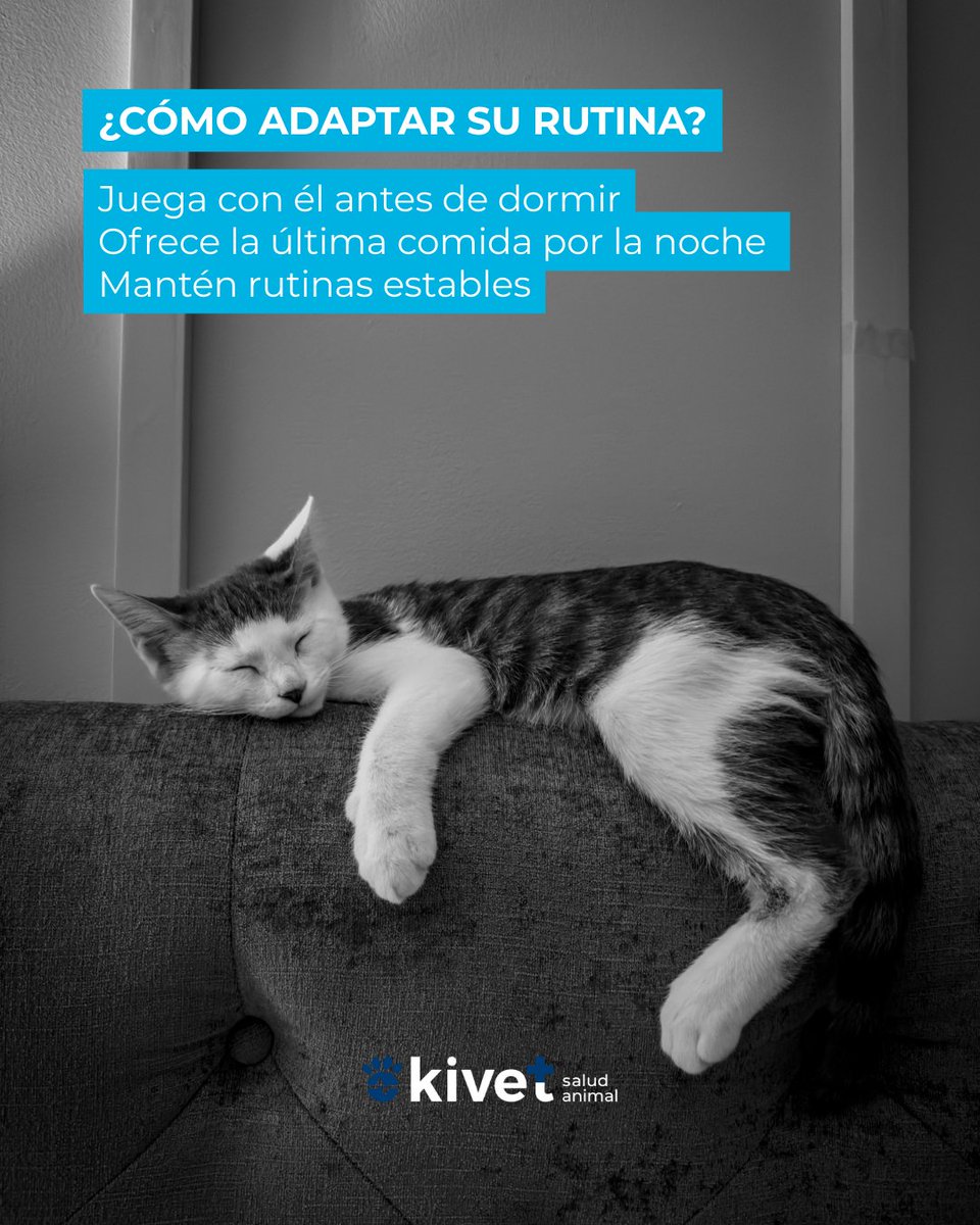 Kivet_'s tweet photo. 🌙 Los gatos tienen patrones de sueño diferentes a los nuestros.

Son más activos al amanecer y al anochecer, lo que puede afectar a la convivencia en casa.

Con rutinas y juego adecuados, es posible equilibrar sus horarios.

#Kivet #ComportamientoFelino #Gatos https://t.co/XSPJ8t7MXK