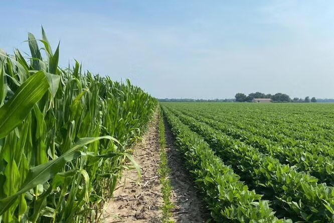 Shanaka Anslem Perera ⚡ (@shanaka86) on X