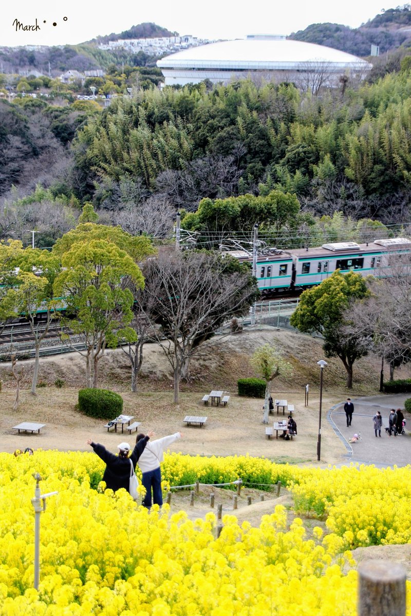 .

.

                 わーぃ、春だ～ぁ！

.

.
             ( 楽しそうw 😄 )

       神戸総合運動公園  コスモスの丘

                 菜の花 と 電車 🚃𓈒𓂂𓏸