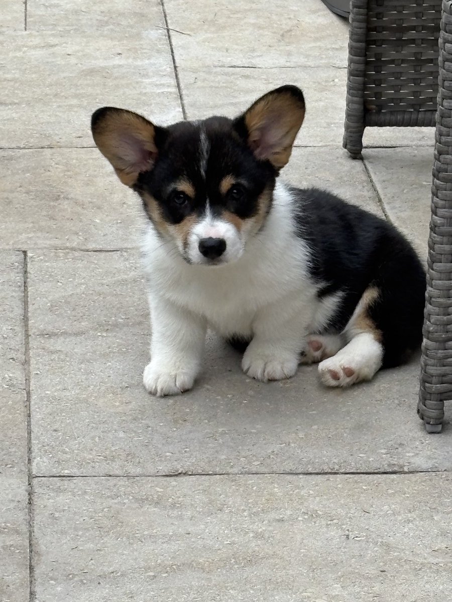 Andy Falcón tweet media