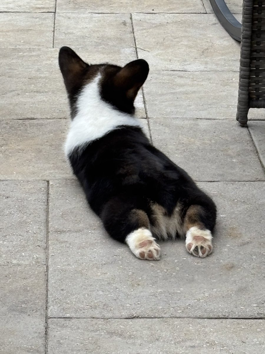 Andy Falcón tweet media