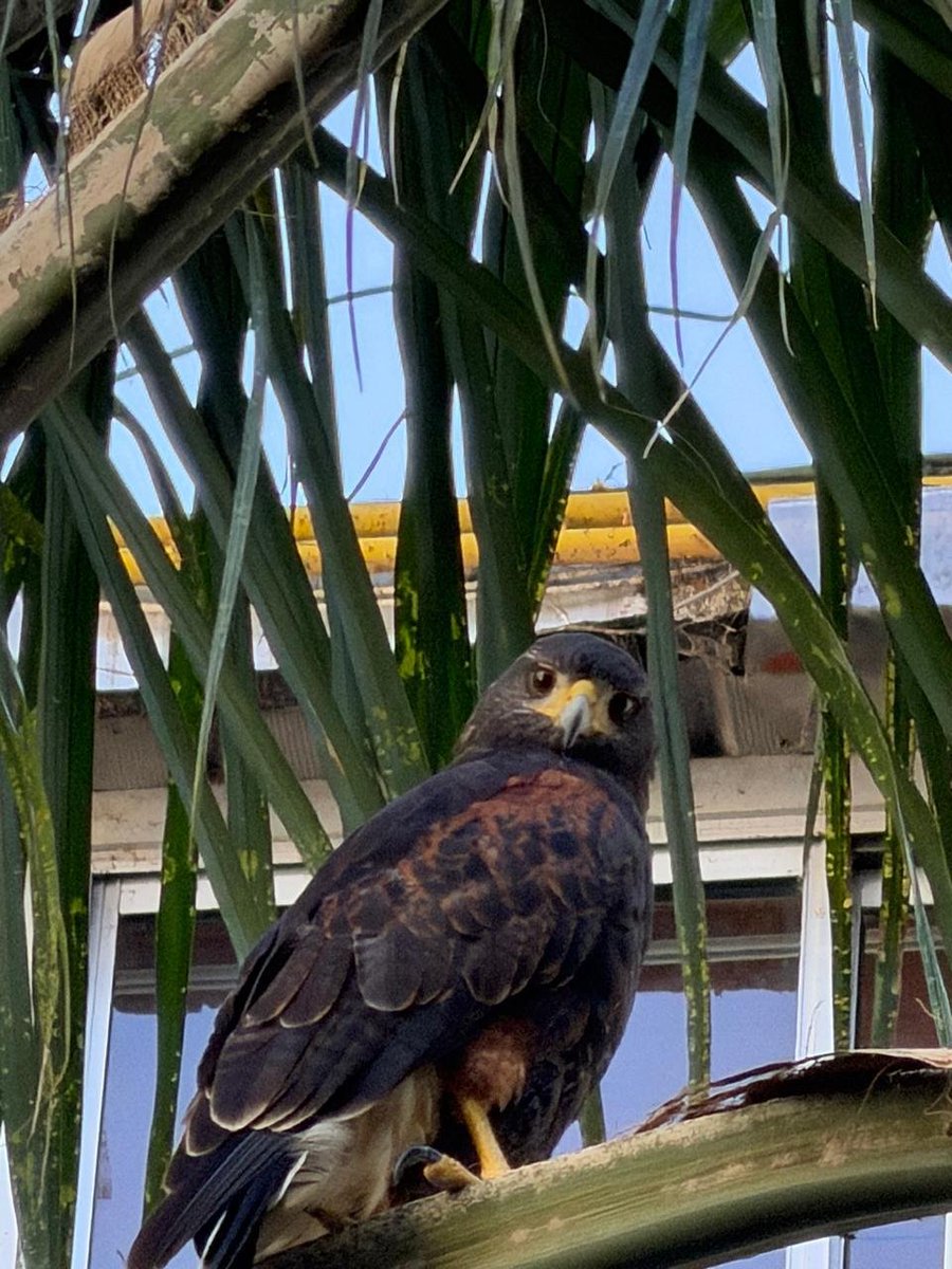 Andrei Serbin Pont tweet media