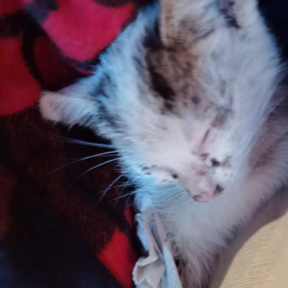 Stacy Bloom tweet media