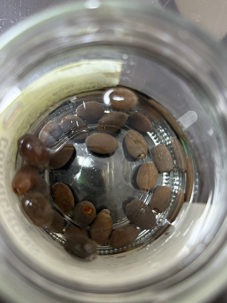 Anastasia Starzeva tweet media