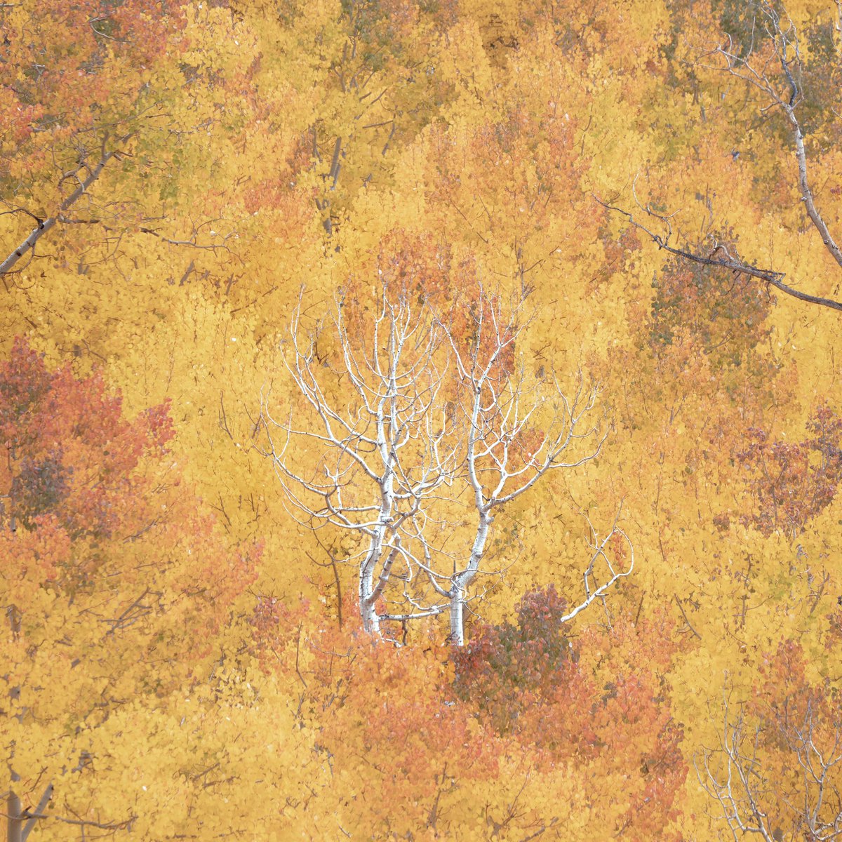 Tara in Abstract 🙃 tweet media