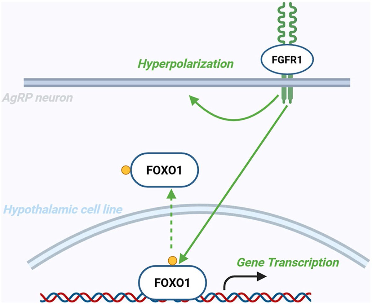 Molecular Metabolism tweet media