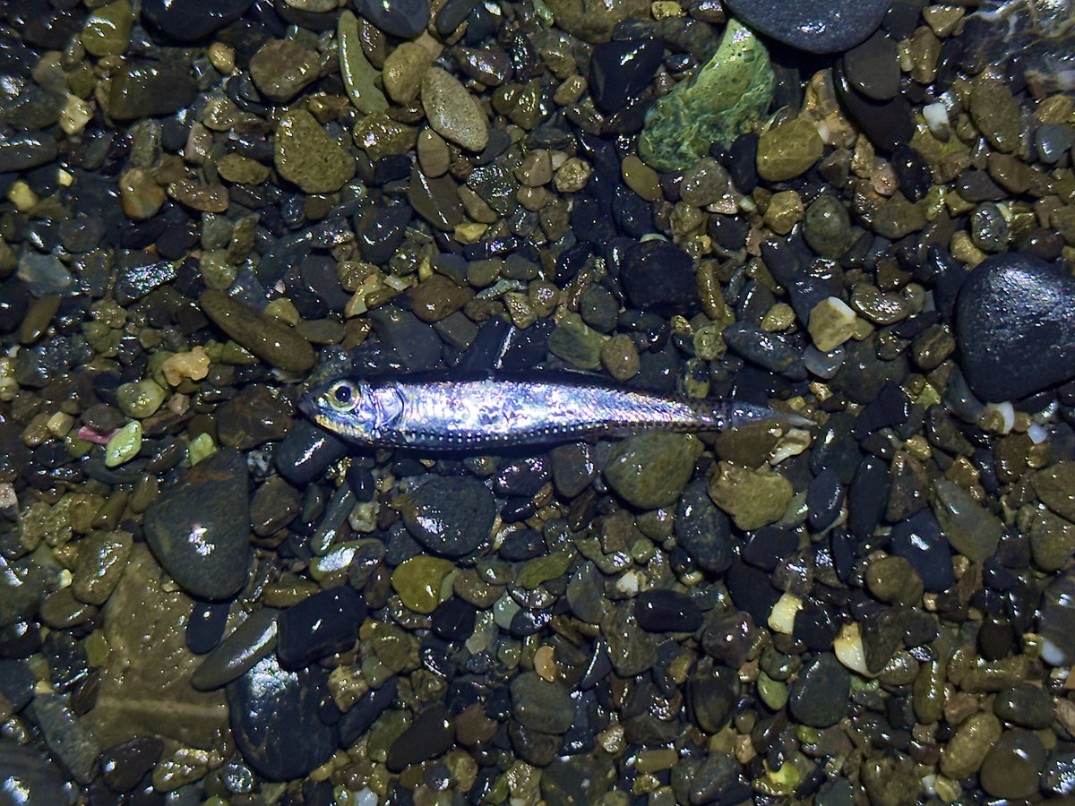 デストロイ=ハカイ tweet media