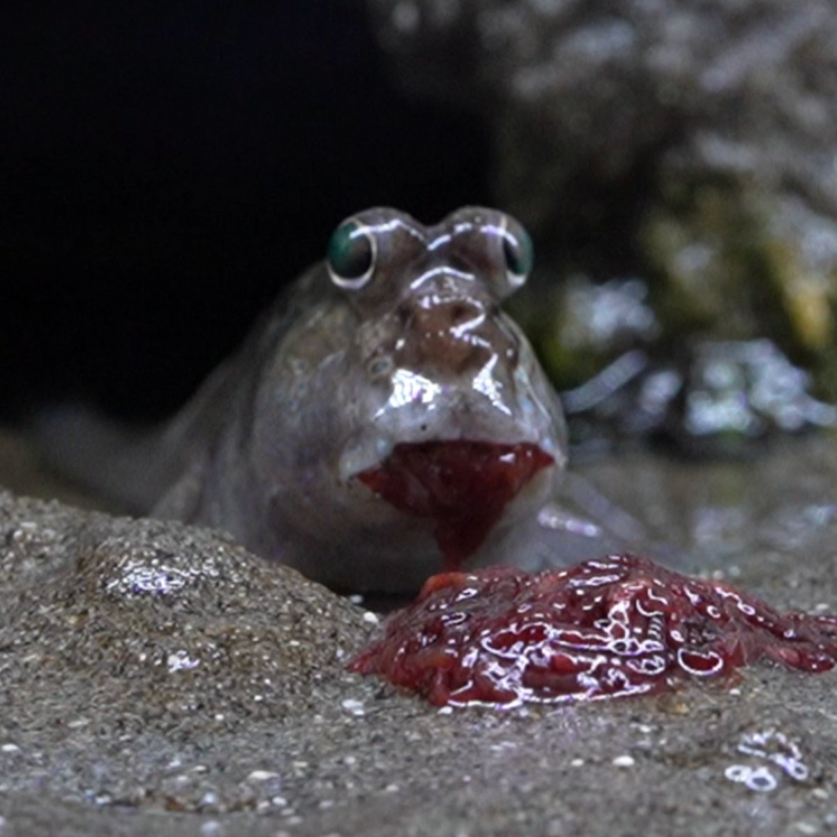 いけさんのトビハゼ tweet media