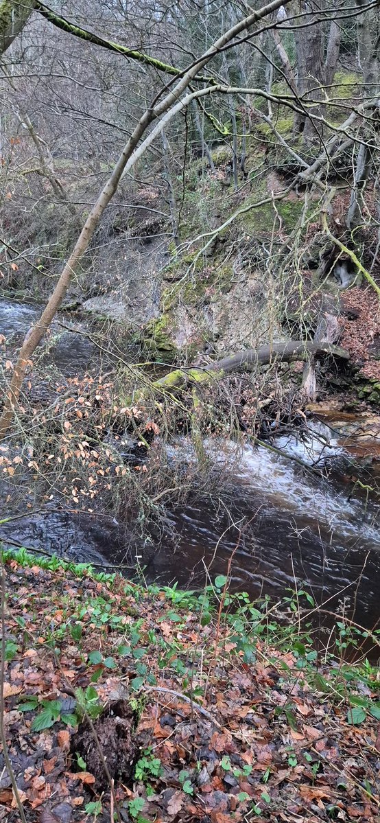 Hannah Steele tweet media