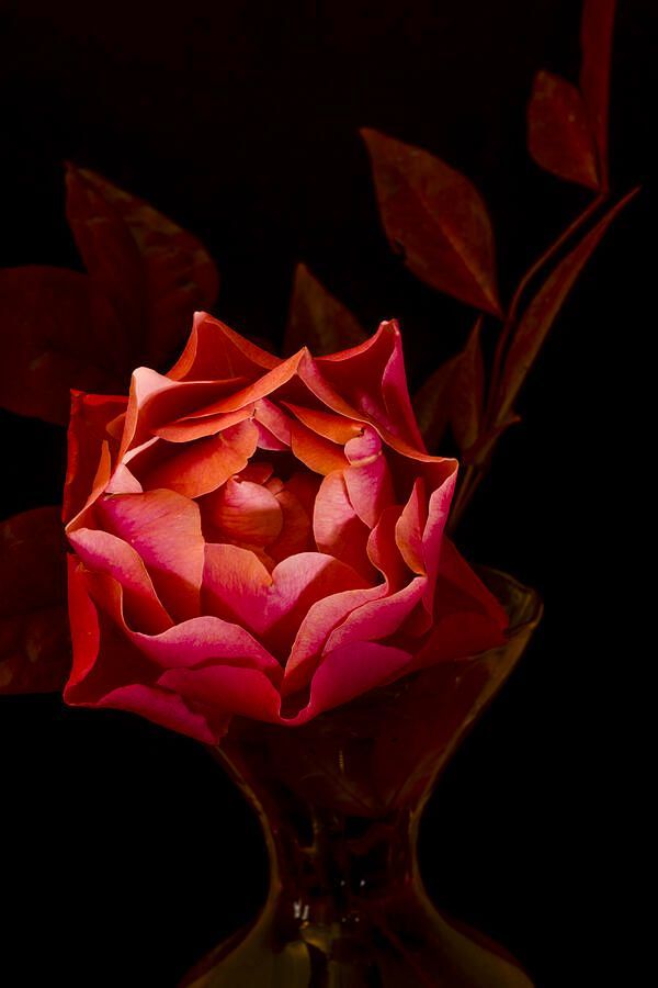 Alexander Vinogradov tweet media