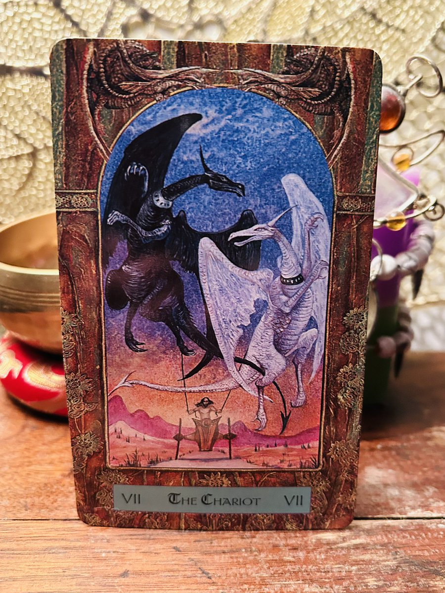 Celtic Fox Fortunes 🦊🦊🦊 tweet media