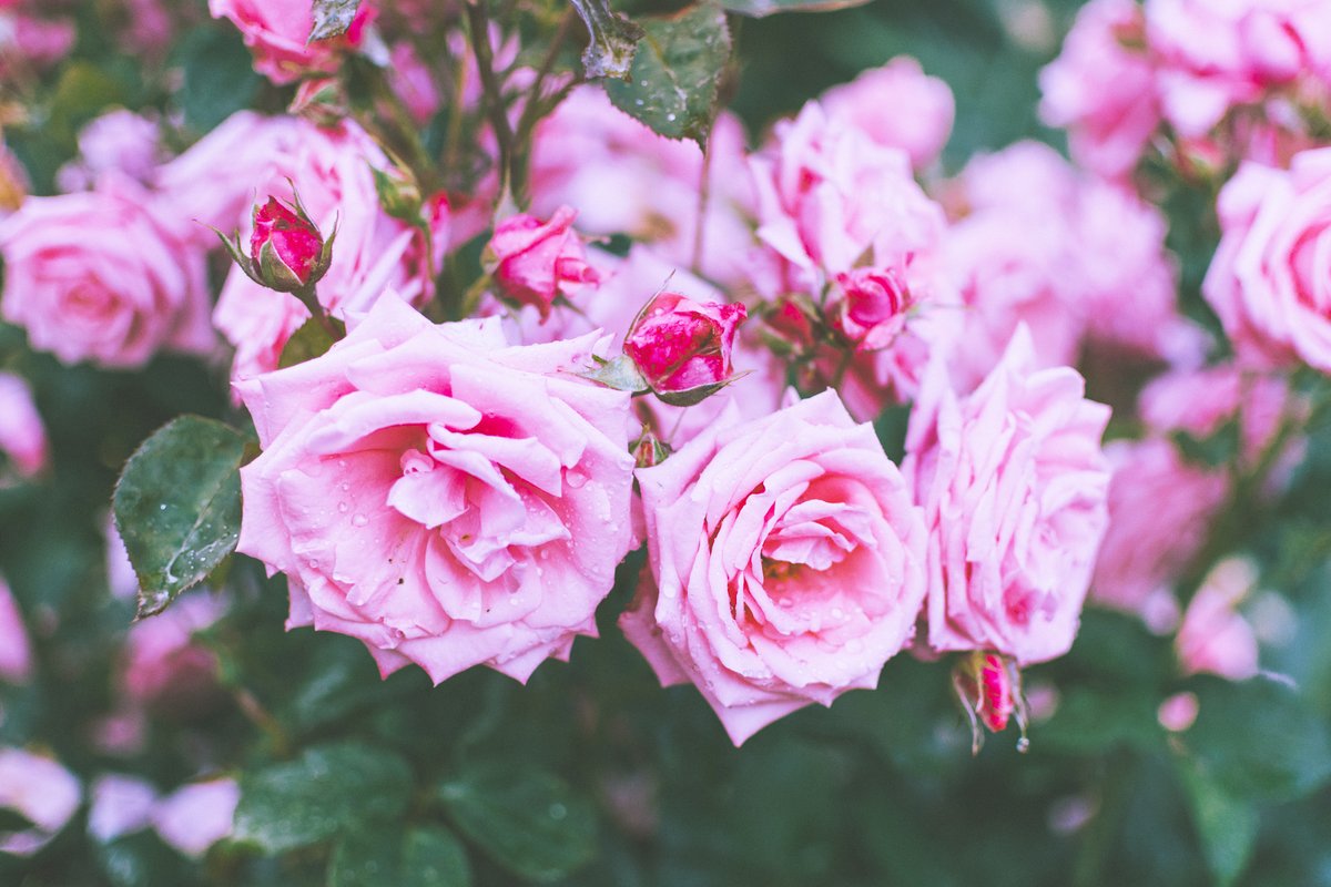 Leah Berman tweet media