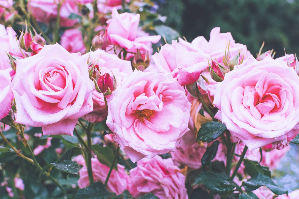 Leah Berman tweet media