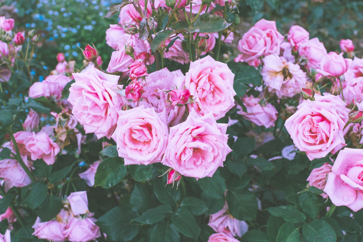 Leah Berman tweet media